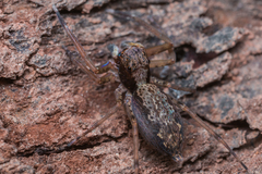 Spartaeus spinimanus