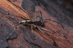 Spartaeus spinimanus