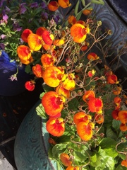 Calceolariaceae
