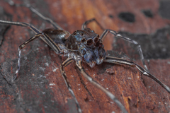 Spartaeus spinimanus