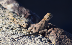 Agama anchietae