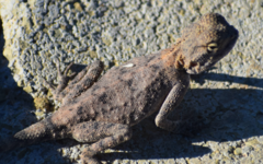 Agama anchietae