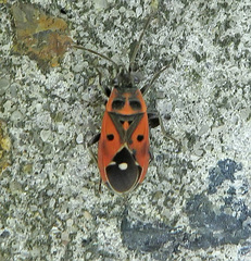 Melanocoryphus tristrami