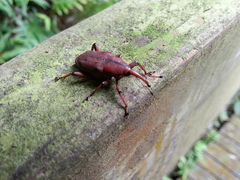 Metaprodioctes formosanus