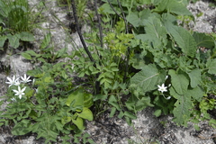 Clematis lathyrifolia