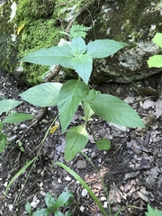 Ruellia drummondiana