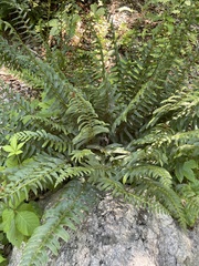 Polystichum acrostichoides