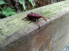 Metaprodioctes formosanus