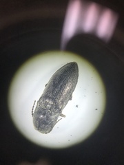 Hadromorphus inflatus