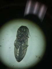 Hadromorphus inflatus