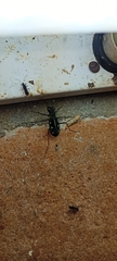 Cicindela flavomaculata
