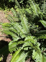Polystichum acrostichoides