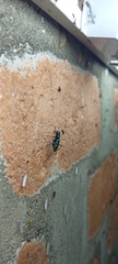 Cicindela flavomaculata