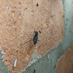 Cicindela flavomaculata