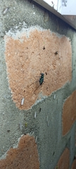 Cicindela flavomaculata