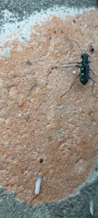 Cicindela flavomaculata