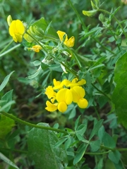 Lotus corniculatus