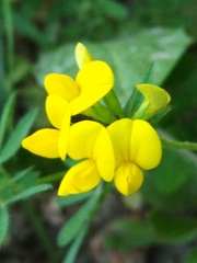 Lotus corniculatus