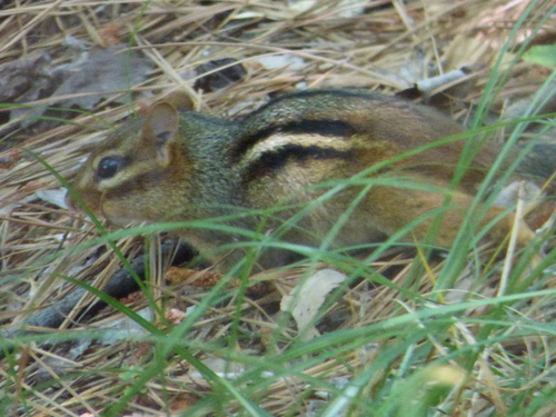 Eastern Chipmunk photographed in South Carolina