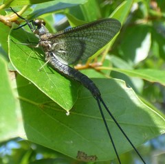 Hexagenia bilineata