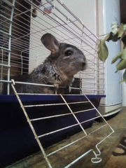 Chinchilla