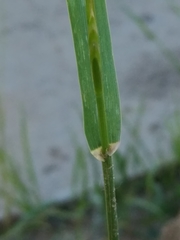 Lolium perenne