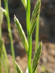 Lolium perenne