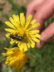 Halictus confusus