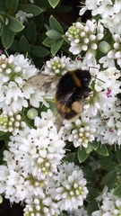 Bombus terrestris