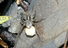 Lycosa coelestis
