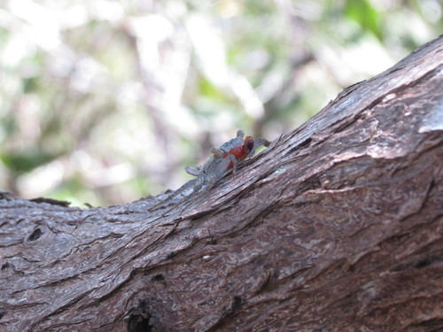 Aratus pacificus