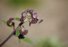 Austroscaeva melanostoma