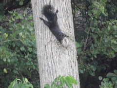 Sciurus carolinensis