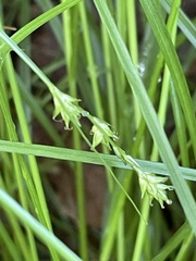 Carex remota