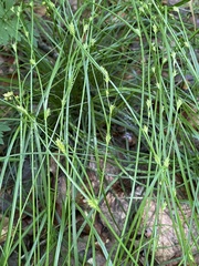 Carex remota