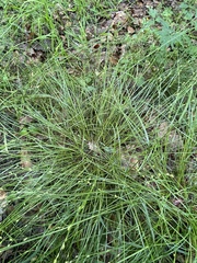 Carex remota