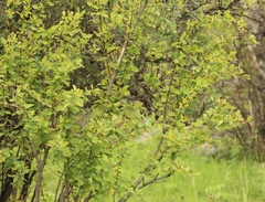 Berberis sphaerocarpa