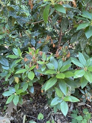 Rhododendron