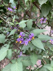 Solanum dulcamara