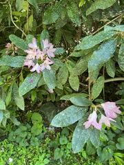 Rhododendron