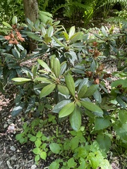 Rhododendron