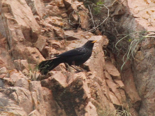 Blue Whistling Thrush (Myophonus caeruleus), photo 8