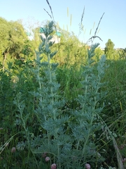 Artemisia absinthium