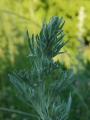 Artemisia absinthium