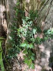 Toxicodendron radicans