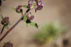 Austroscaeva melanostoma