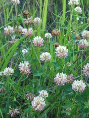 Trifolium hybridum