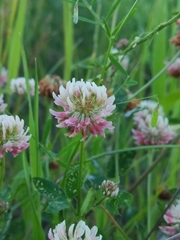 Trifolium hybridum