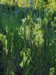 Linaria vulgaris