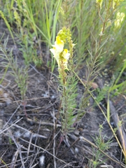 Linaria vulgaris